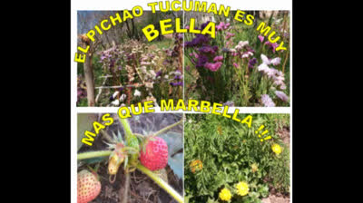 las flores de el pichao tucuman argentina