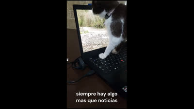 El gato pianista