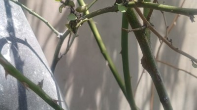 La hormiga y la harina sus consecuencias