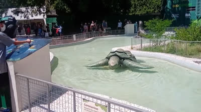 LUNA QUE ALUMBRAS AL PASAR