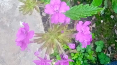 Novia Cumbianchera No se acaba el mundo canta Giselle Romina Castillo Vargas