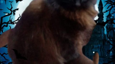 Novia Cumbianchera Soy la negra Azabache canta Giselle Romina Castillo Vargas